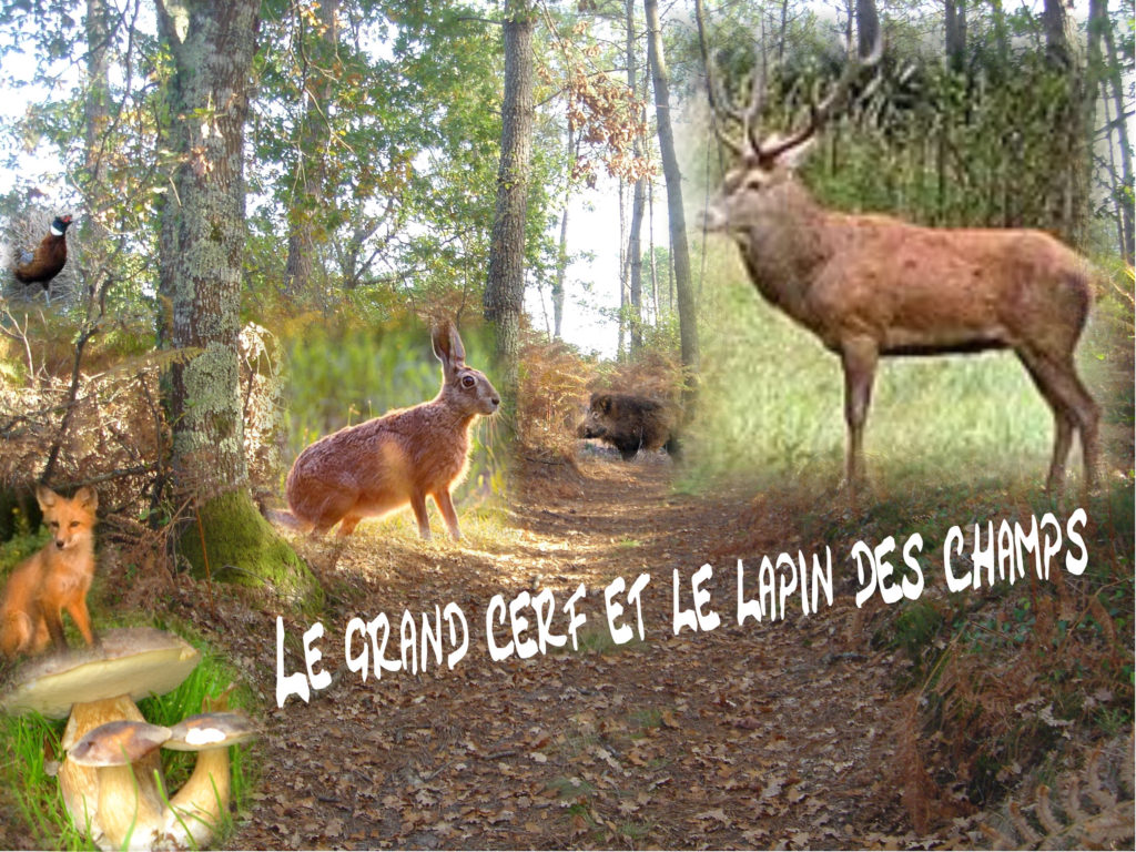 le grand cerf et le lapin des champs conté par Martine